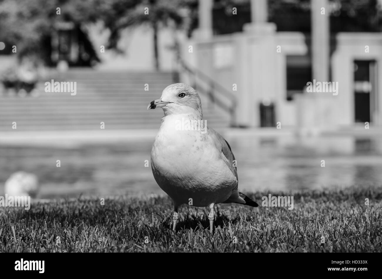 Seagull standing in black and white Stock Photo