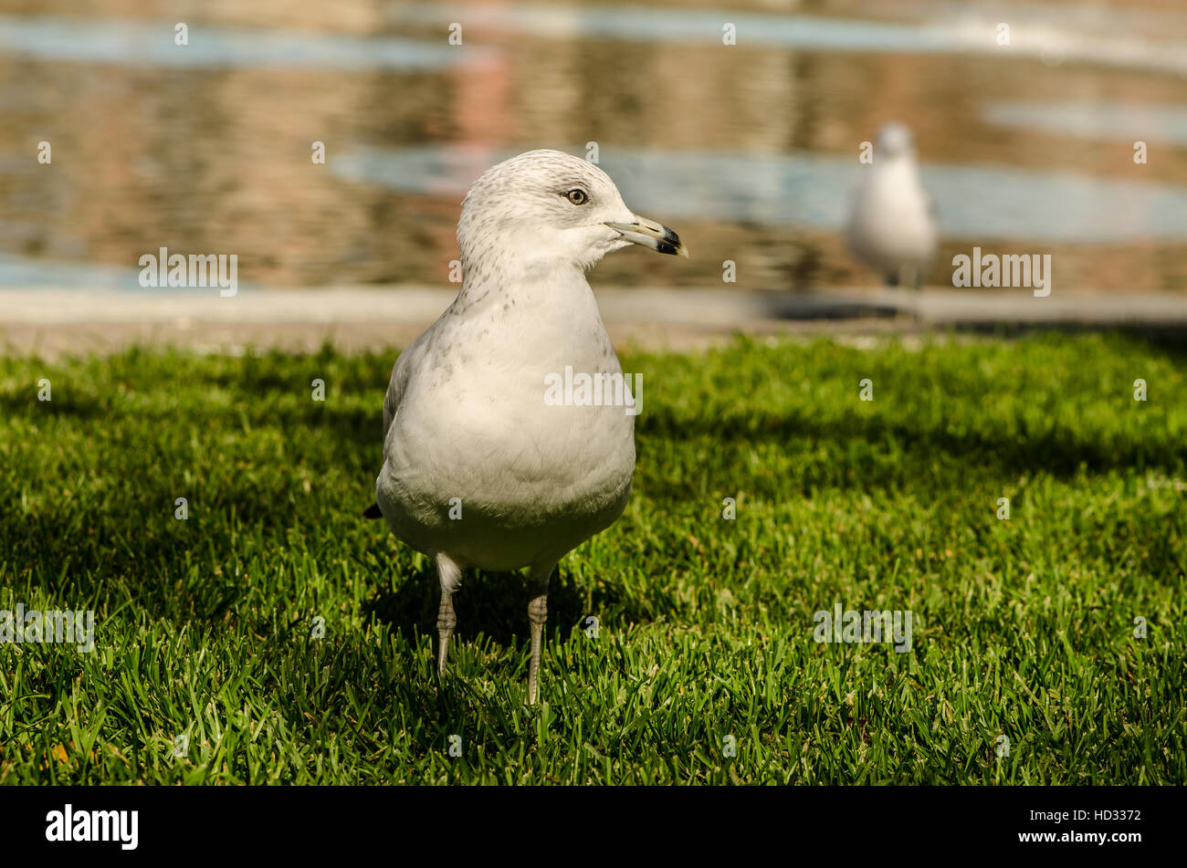 Seagull standing on the grass in front of a pond Stock Photo