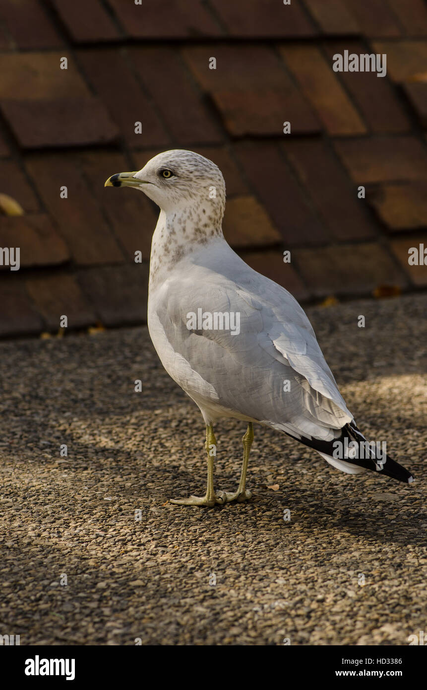Seagull standing close up Stock Photo