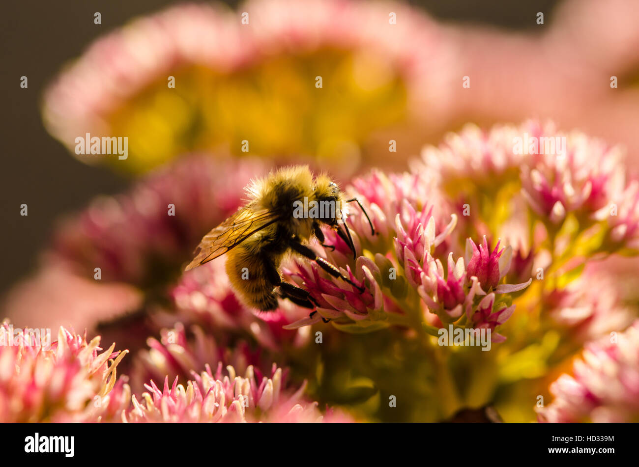 Bee collecting pollen on white and pink flowers Stock Photo
