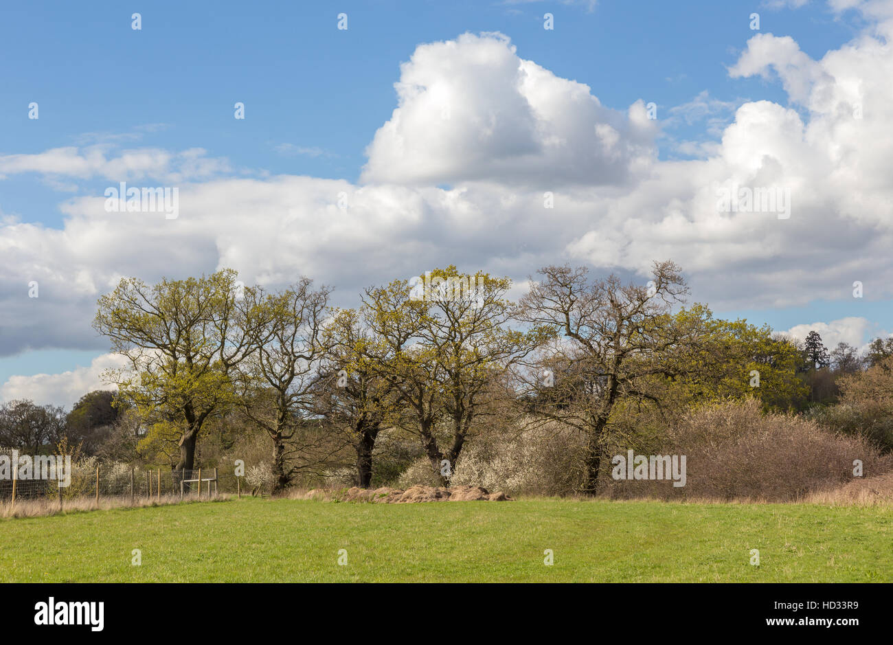 Trees in a line, taken whilst walking on farmland in the Essex countryside near the village of Abridge in Spring. Stock Photo