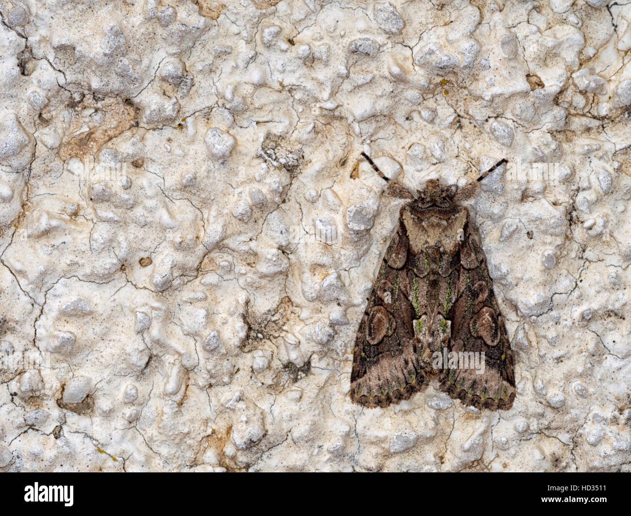 Allophyes oxyacanthae aka Green brindled crescent moth. On wall. Stock Photo