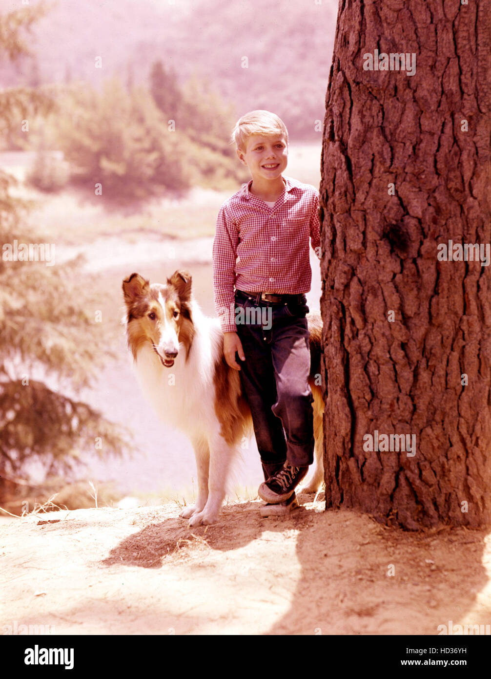LASSIE, Lassie, Jon Provost, 19541974 Stock Photo Alamy