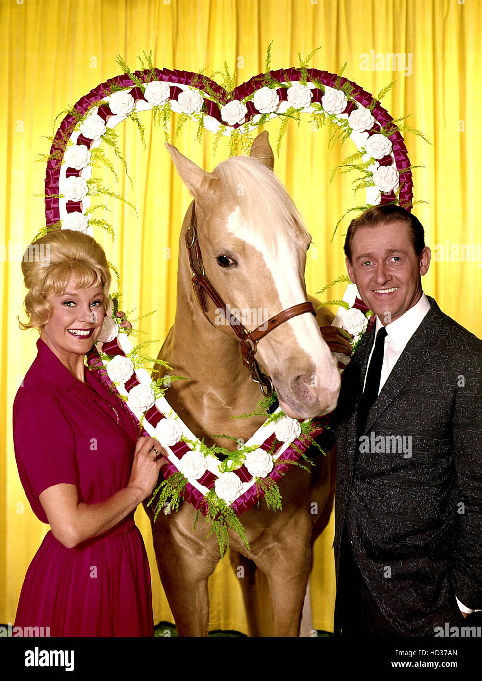 MR. ED, Connie Hines, Mr. Ed, Alan Young, 1961-1966 Stock Photo - Alamy