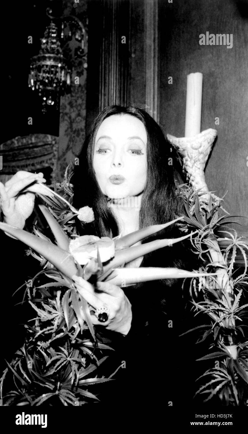 The addams family hires stock photography and images Alamy
