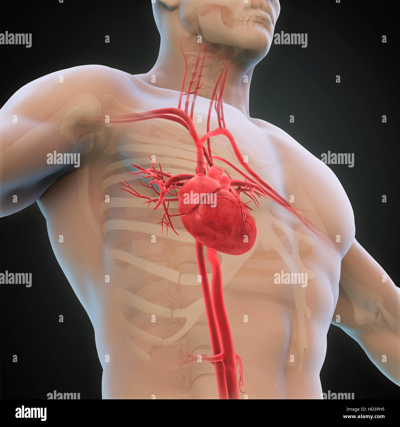 Human Heart Anatomy Stock Photo Alamy