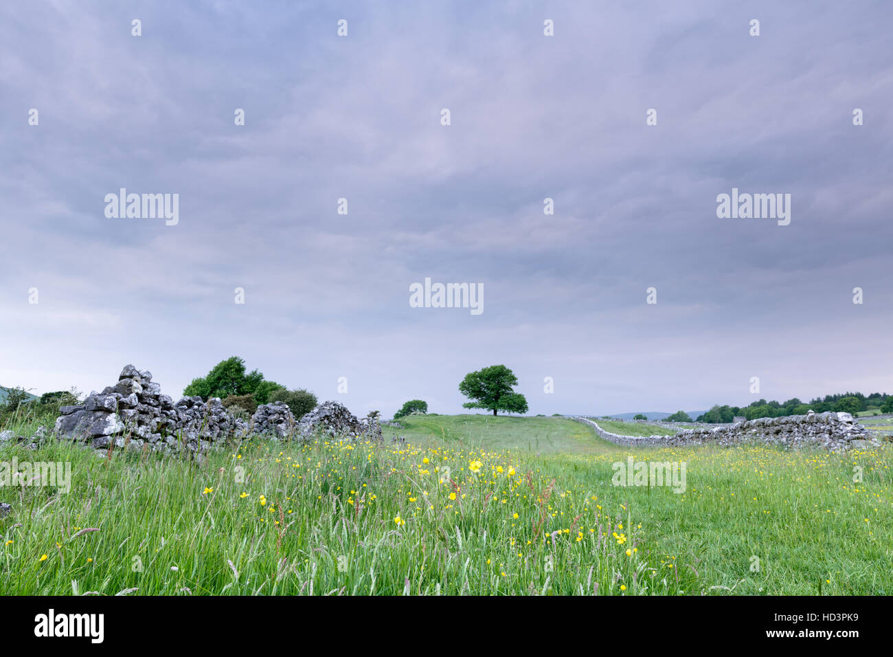 A lone tree stands at the end of a Yorkshire Dales hay meadow near Hebden, Grassington, England, UK Stock Photo