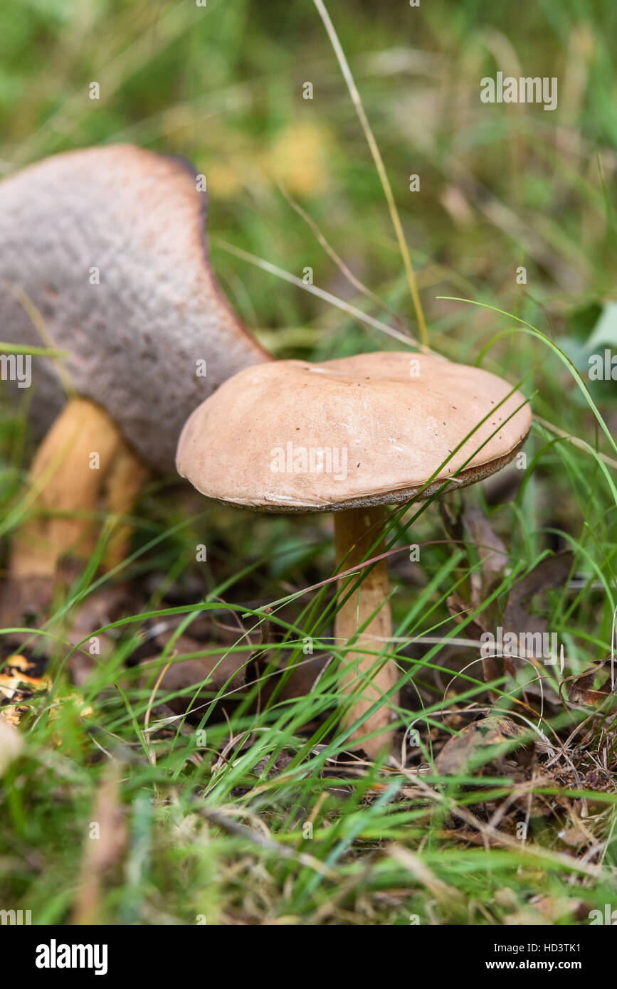 Mushrooms growing from leafy forest floor Stock Photo Alamy