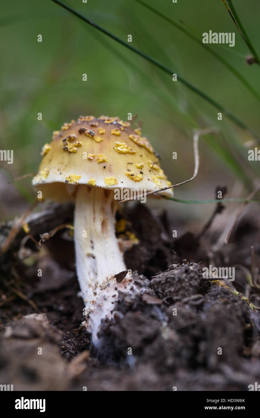 Mushroom growing from leafy forest floor. Newly sprouted mushroom with grasses in the background