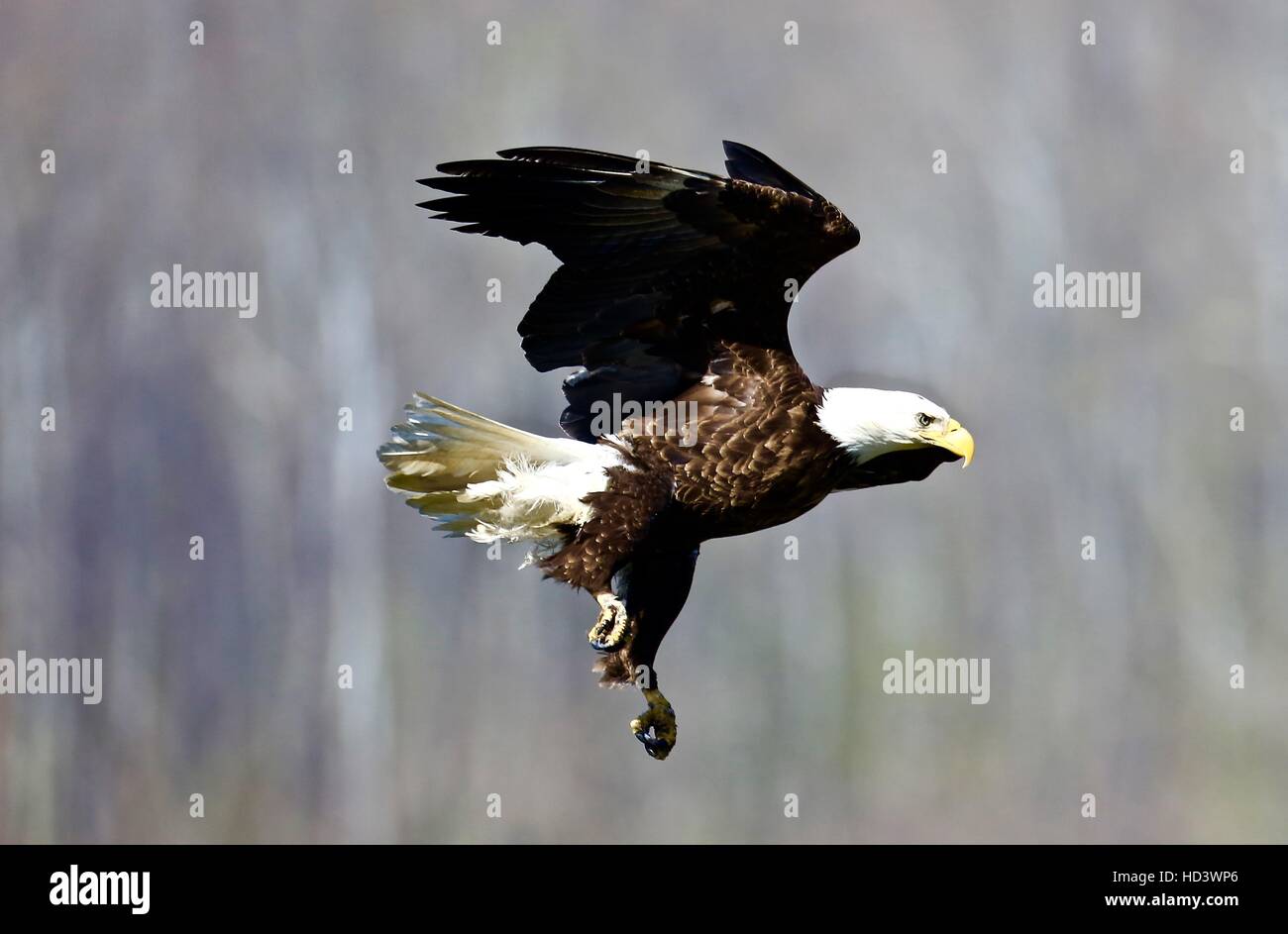 Bald Eagle, Eagle, Eagle species, North American Eagle, National Bird