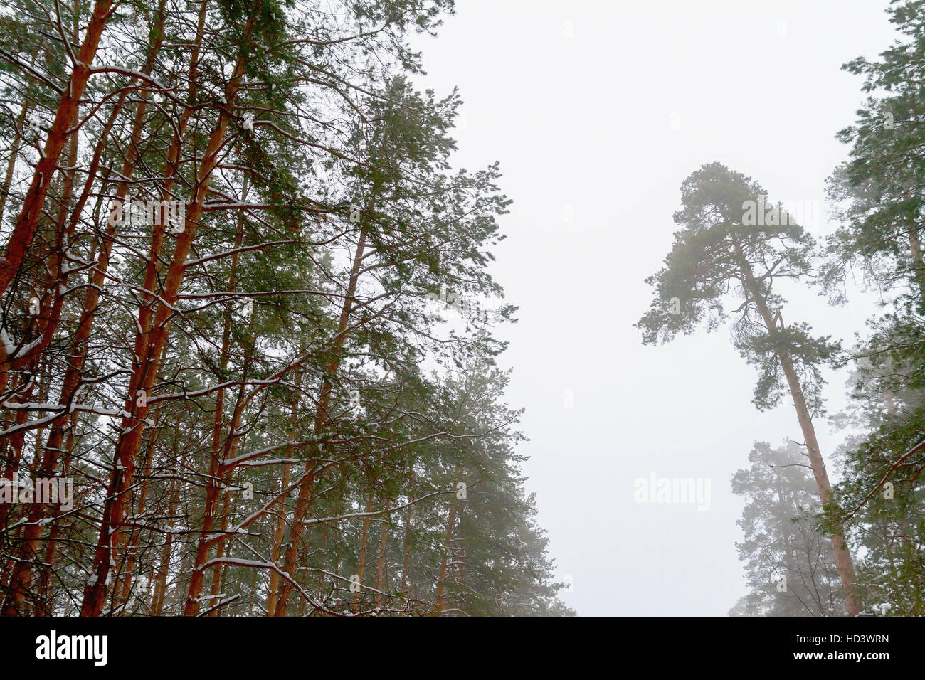 snowy pine forest landscape in the morning Stock Photo - Alamy