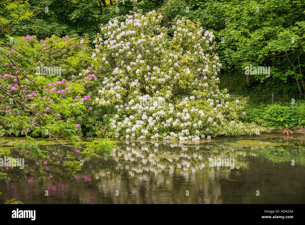 Rhododendron Bushes Pink And White reflected on lake. Stock Photo