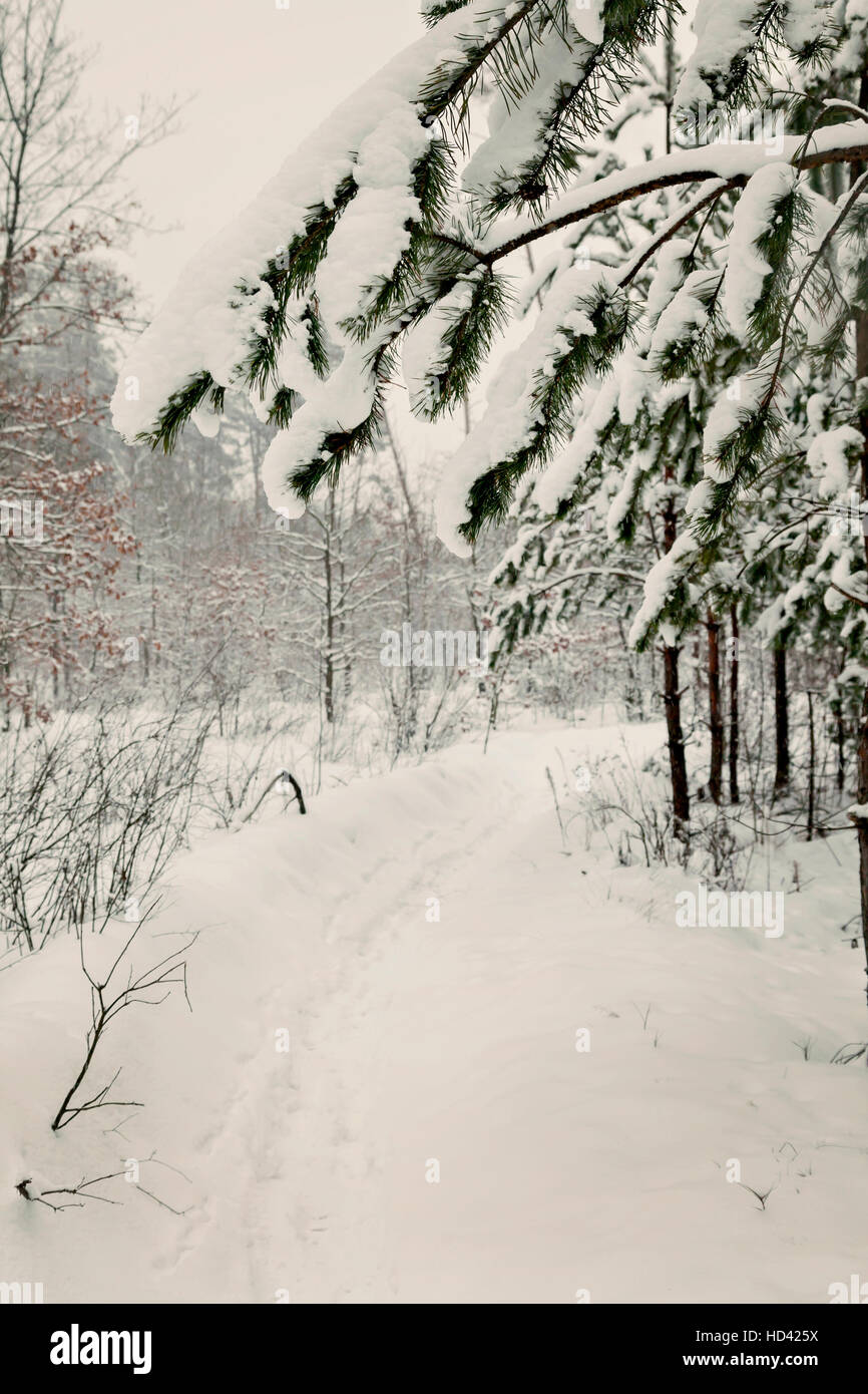 snowy pine forest landscape in the morning Stock Photo - Alamy