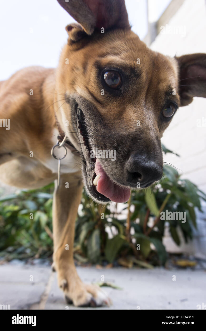 Dog Portrait Stock Photo