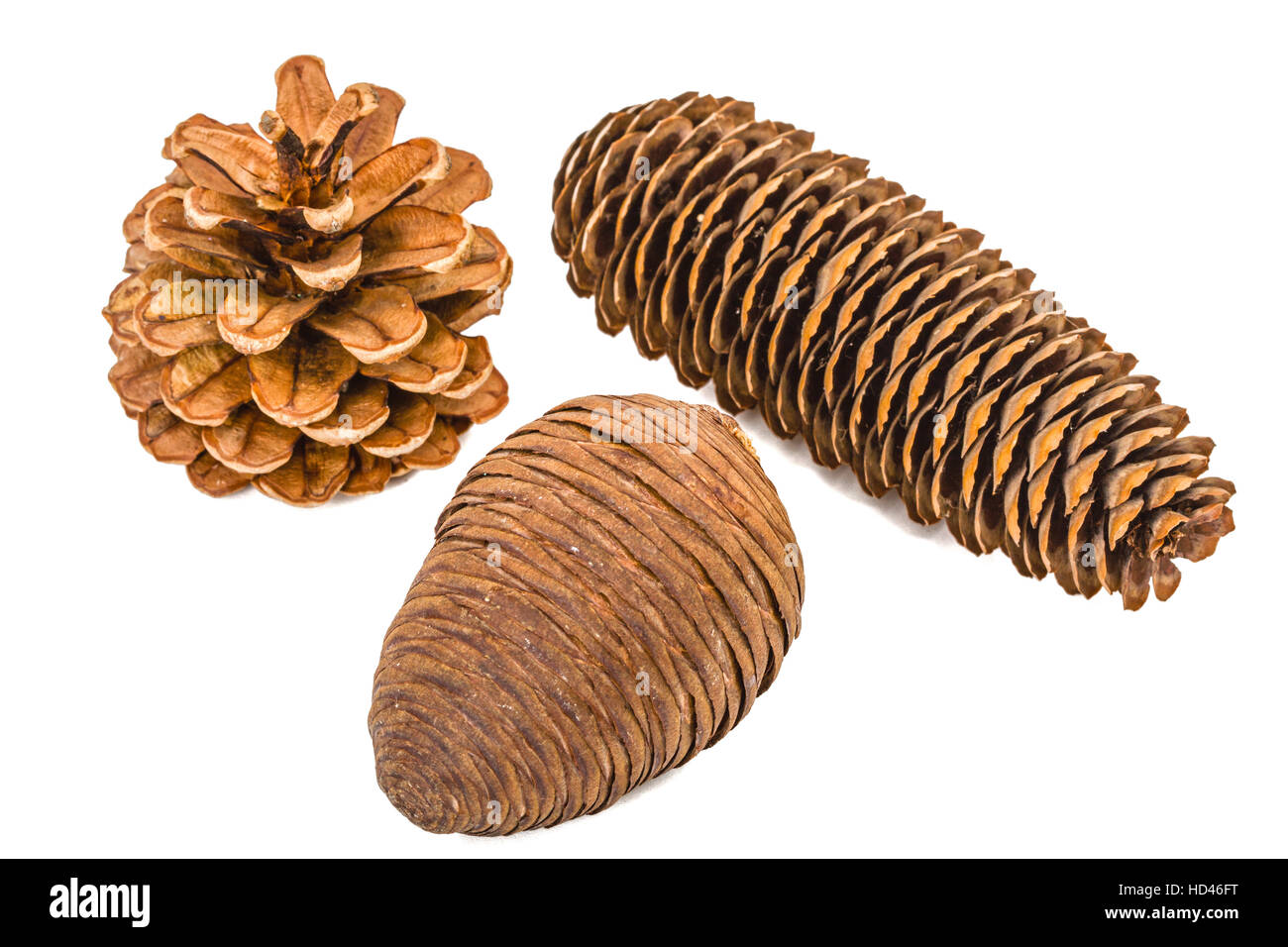 Beautiful pine cones isolated on a white background Stock Photo - Alamy