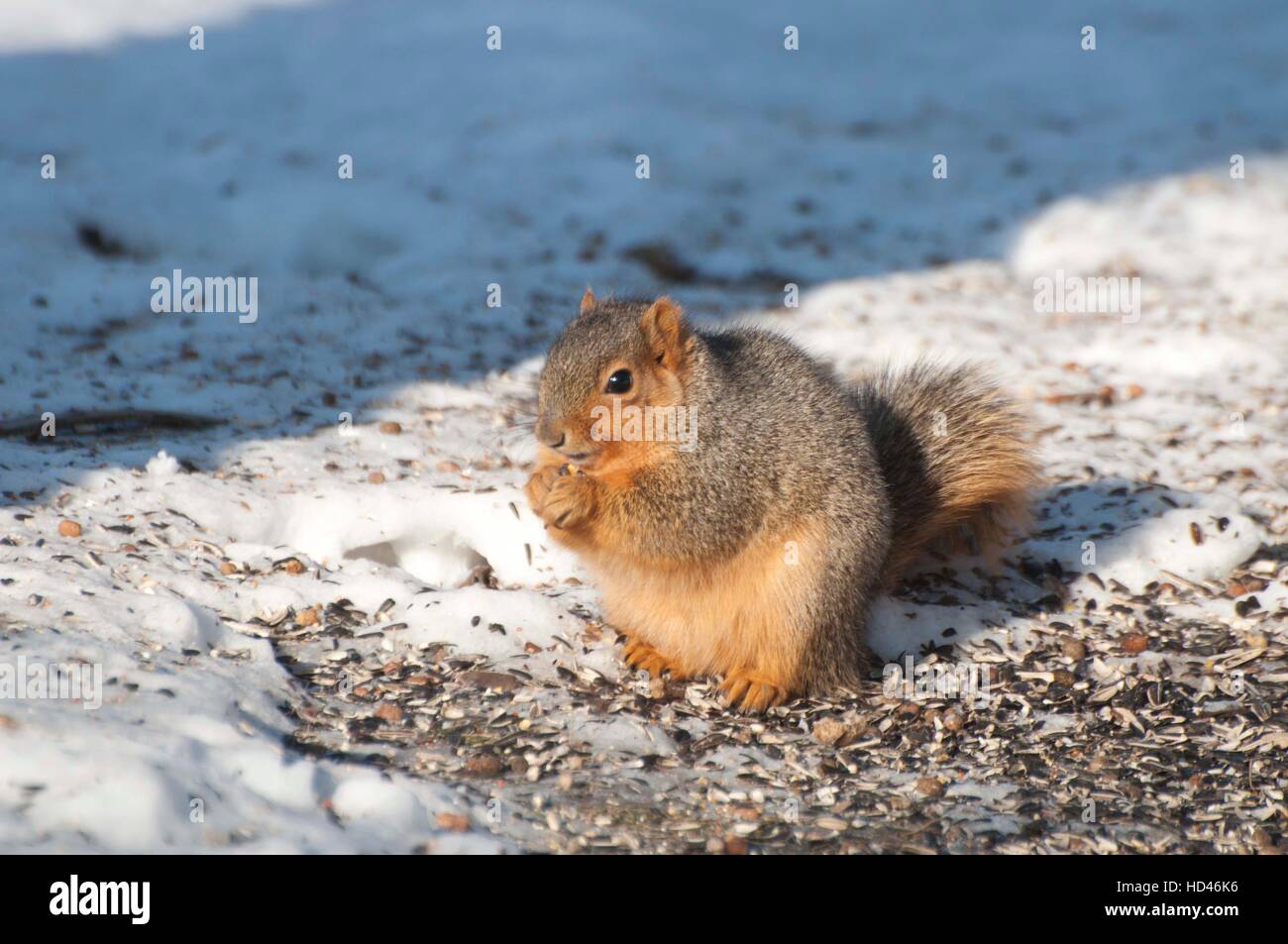 Fox squirrel sitting up on ice-covered ground Stock Photo