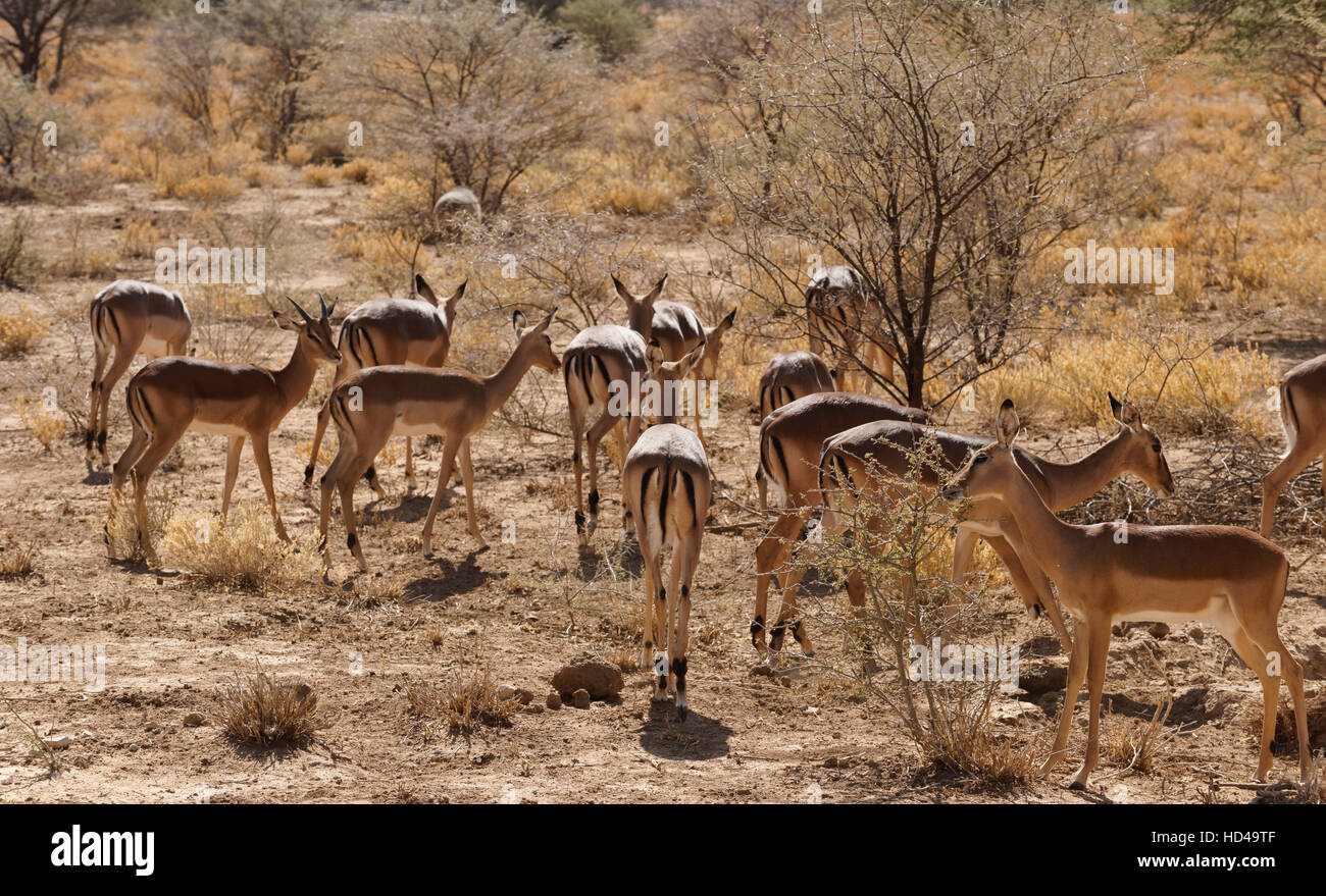 Erindi private game reserve hi-res stock photography and images - Alamy