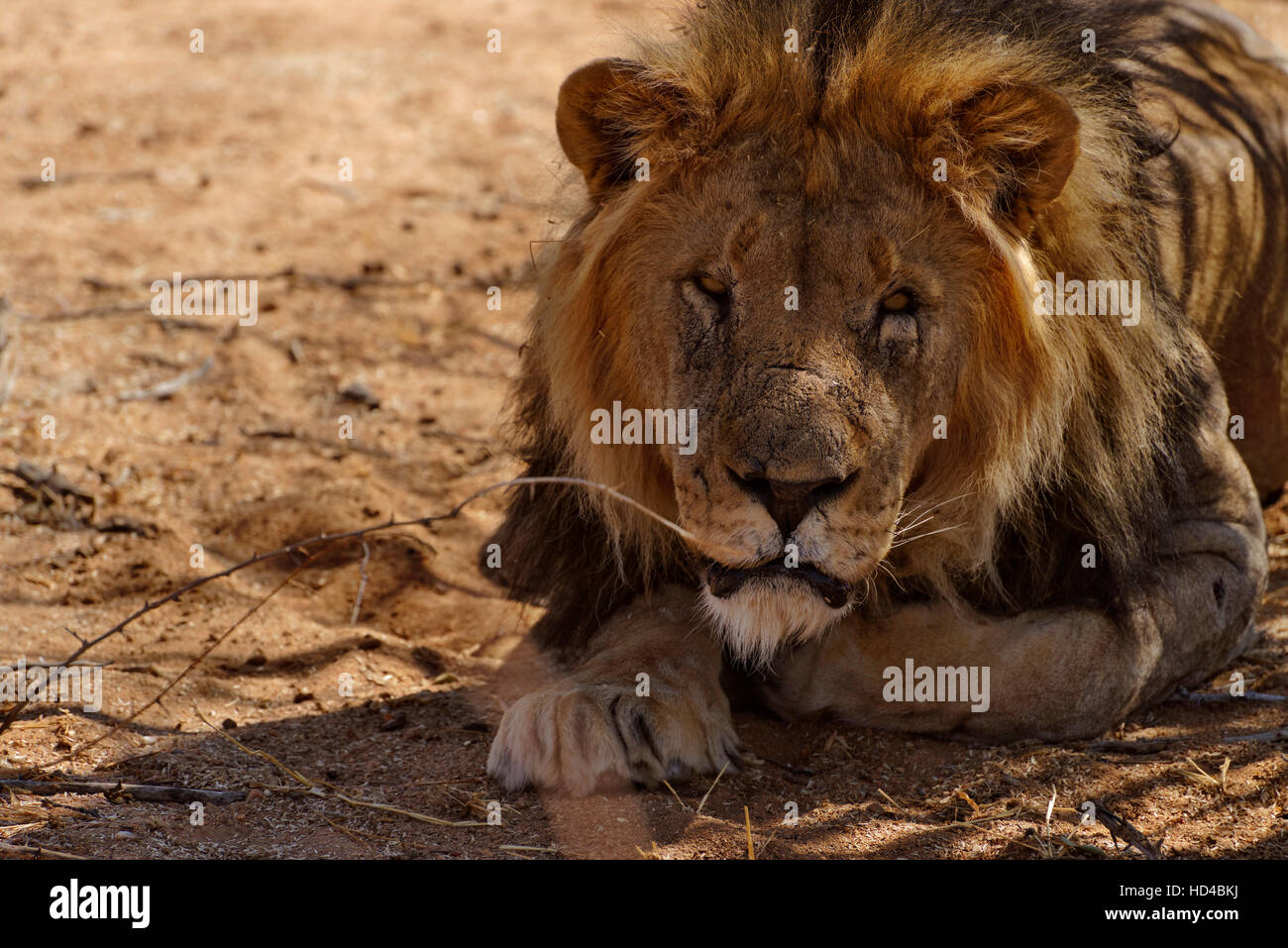 Male lion (Panthera leo) in Erindi Private Game Reserve near Omaruru, Erongo Region, Namibia Stock Photo
