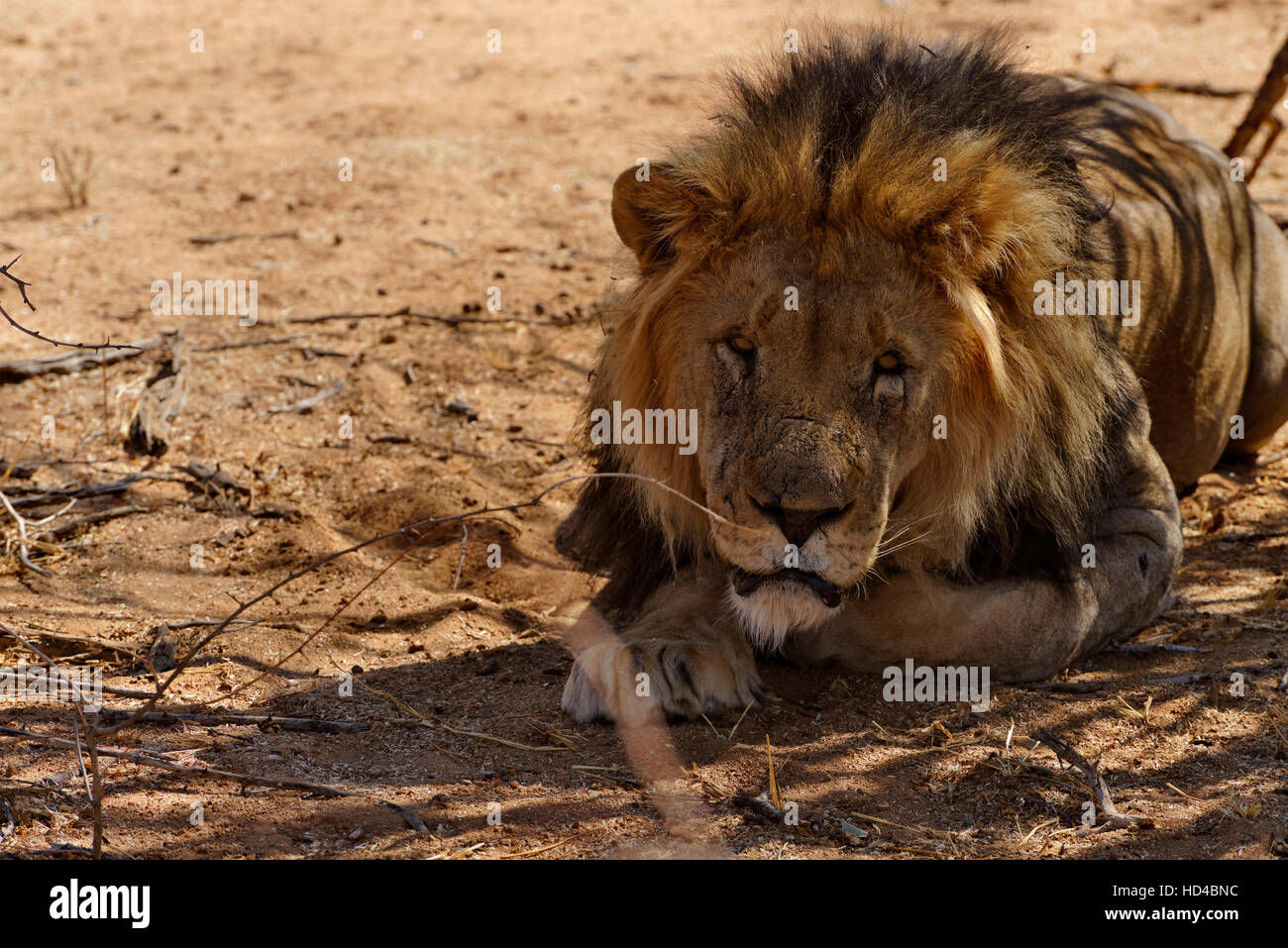Male lion (Panthera leo) in Erindi Private Game Reserve near Omaruru, Erongo Region, Namibia Stock Photo