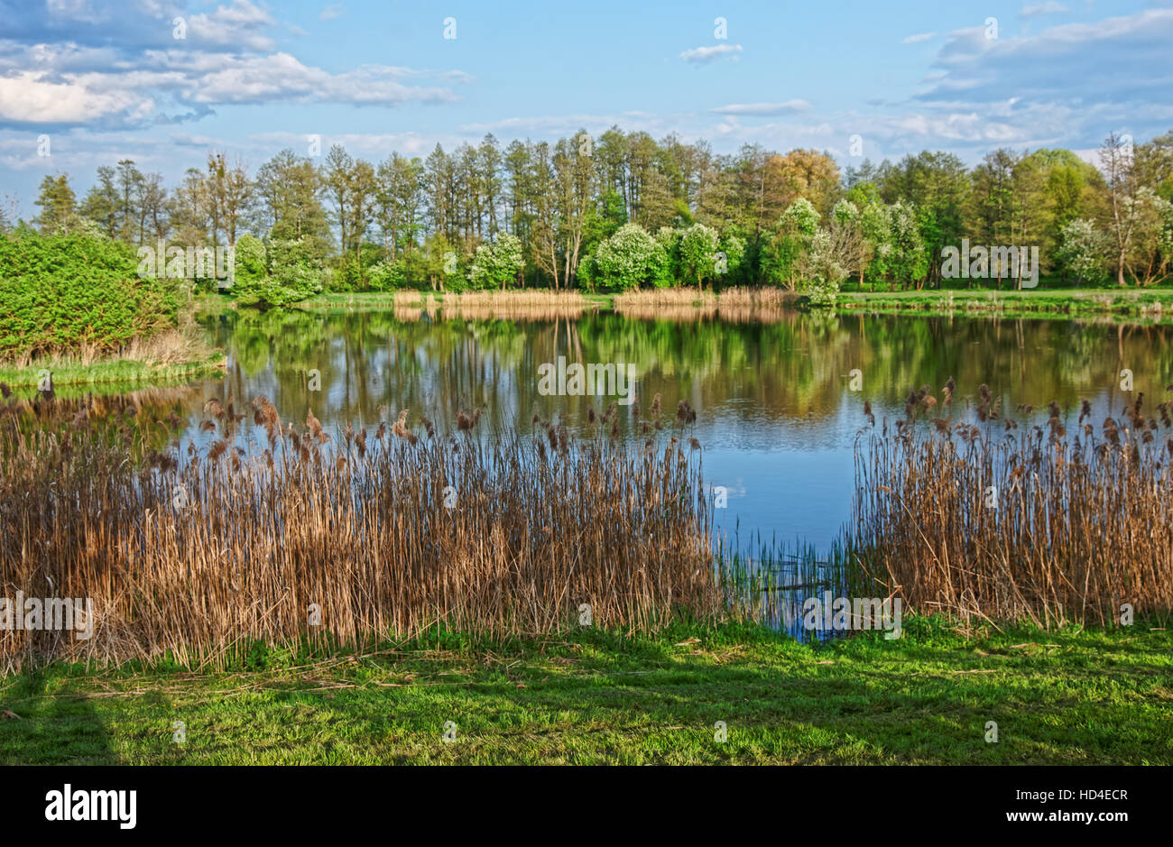 Trees reflected in a pond at Bialowieza National Park as a part of Belovezhskaya Pushcha National Park in Poland. Stock Photo