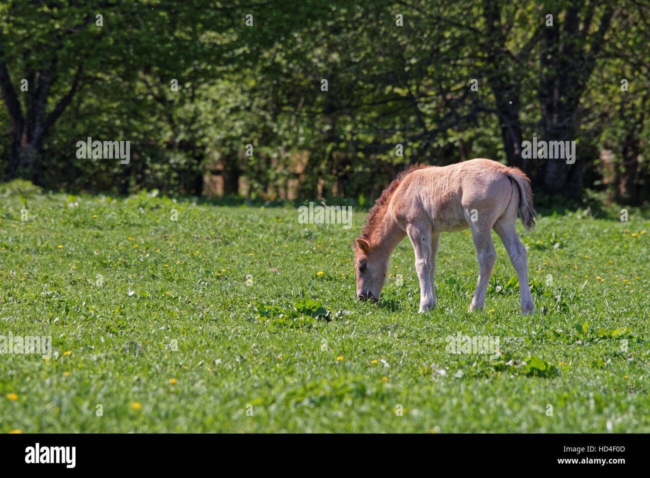 Horse colt at Bialowieza National Park as a part of Belovezhskaya Pushcha National Park in Poland. Stock Photo