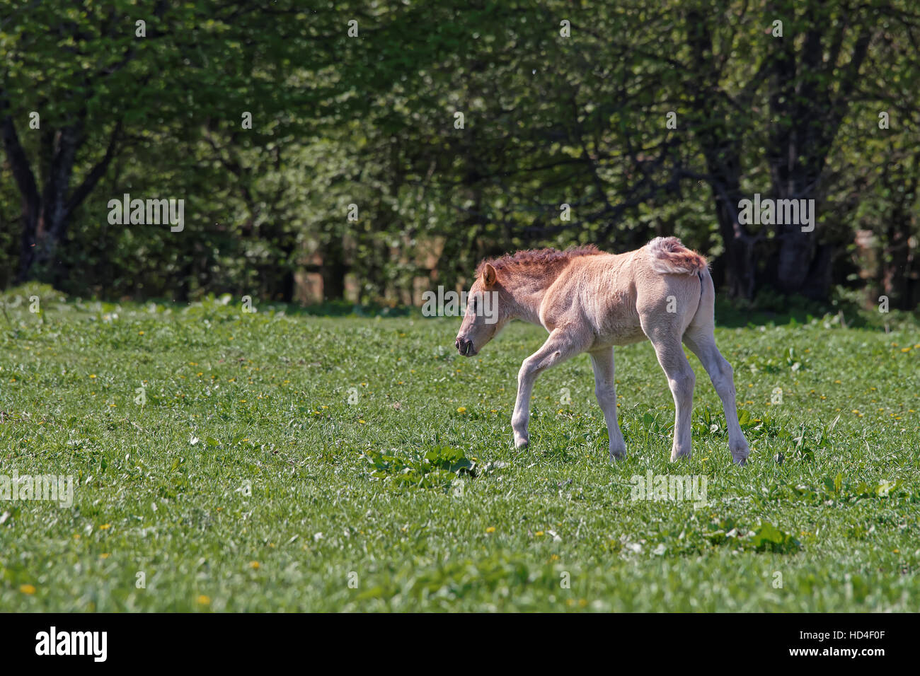 Horse colt in Bialowieza National Park as a part of Belovezhskaya Pushcha National Park in Poland. Stock Photo