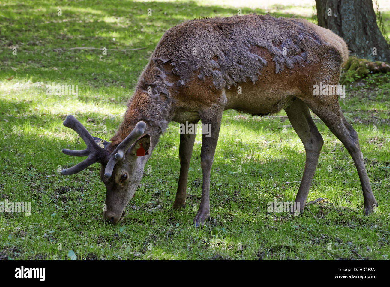 Deer while changing of coat in Bialowieza National Park as a part of