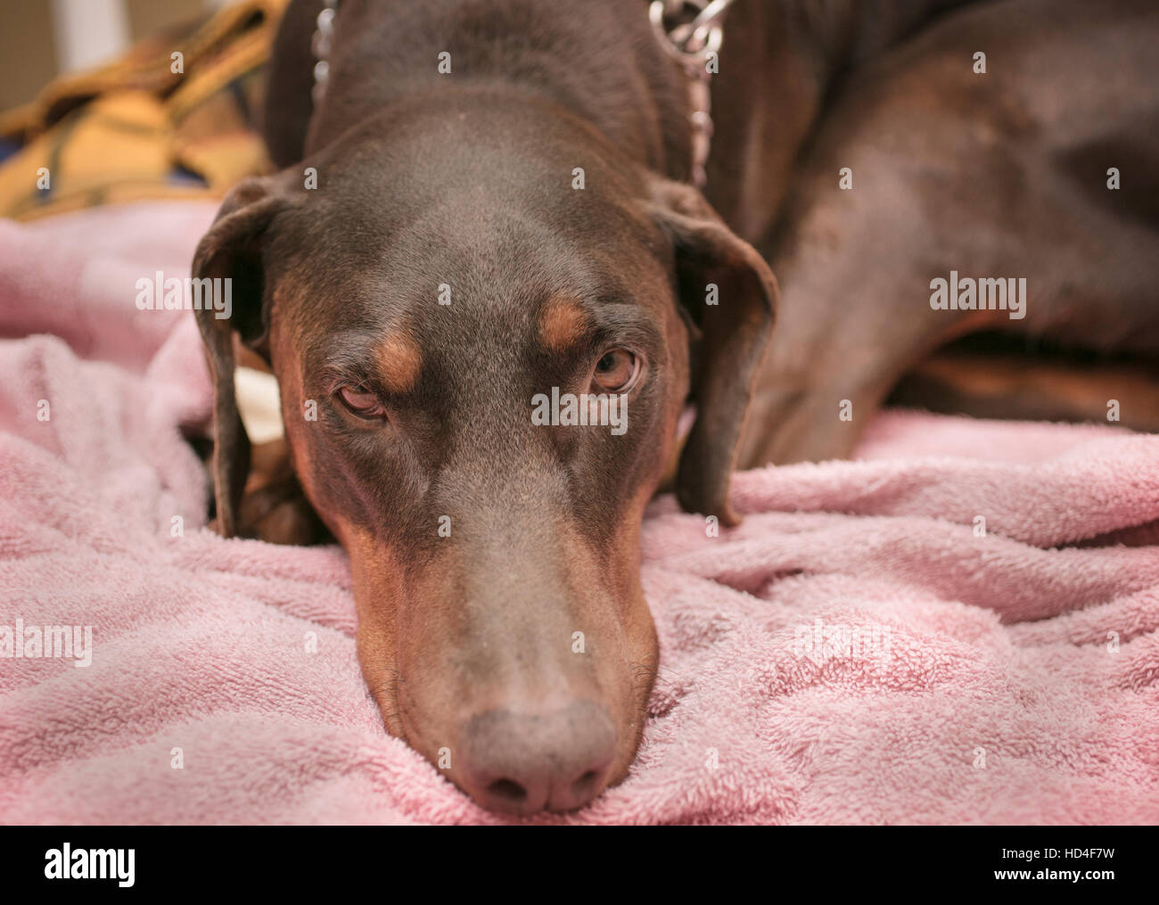 Doberman Pinscher laying on a dog bed Stock Photo Alamy