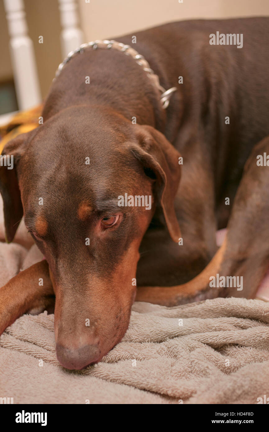 Doberman Pinscher laying on a dog bed Stock Photo