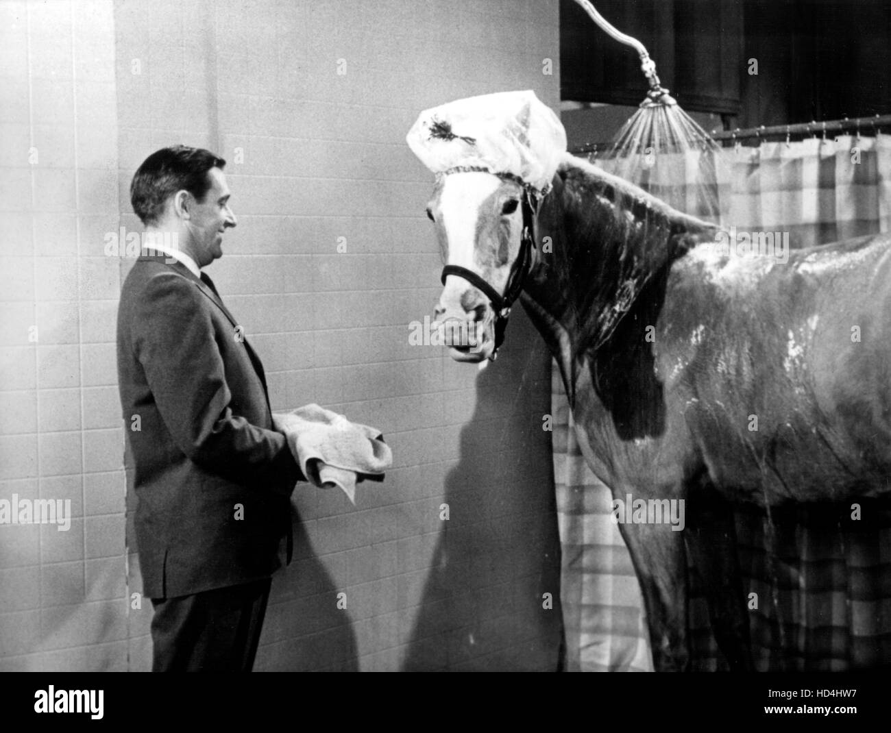 MR. ED, Alan Young, Mr. Ed, 196166 Stock Photo Alamy