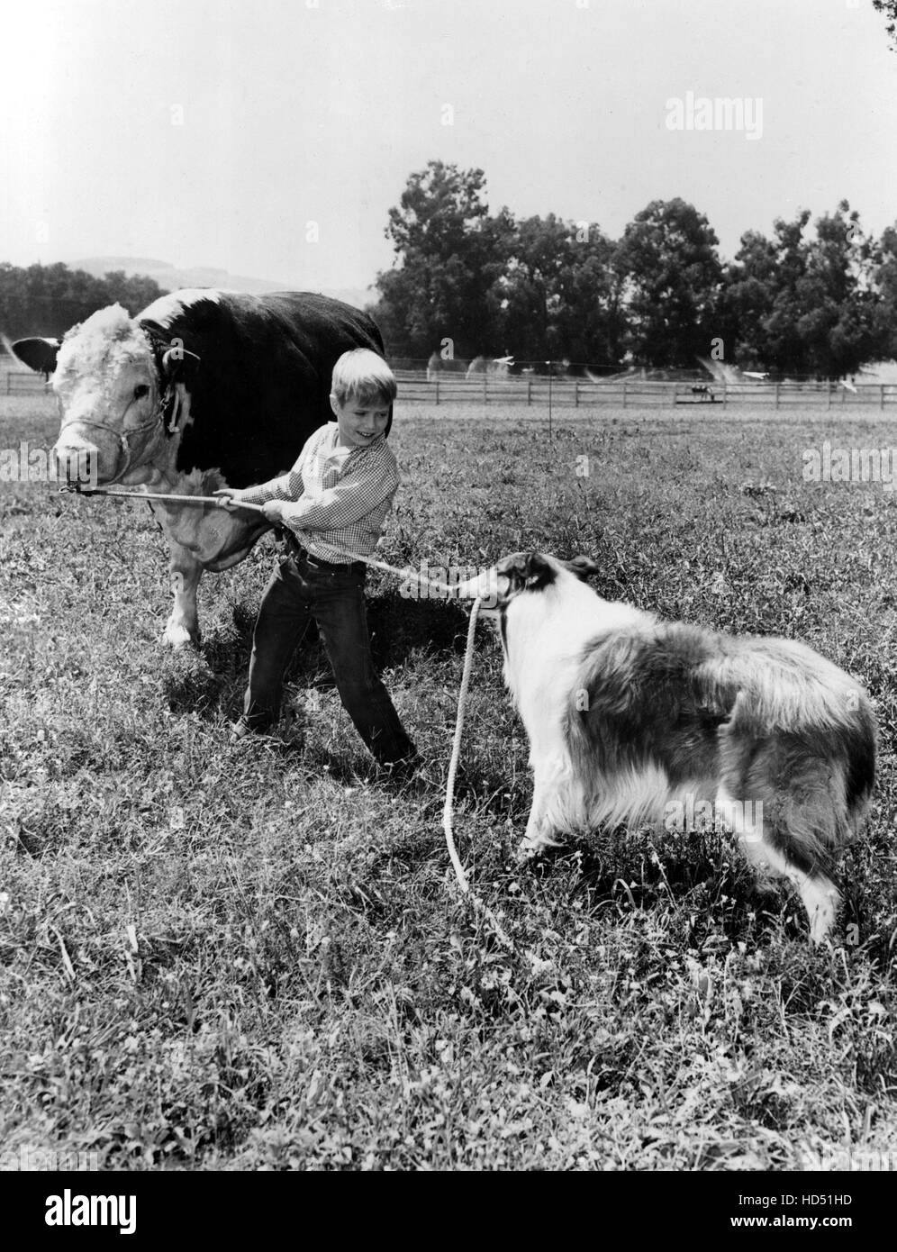 LASSIE, Jon Provost, Lassie, 19541974, 1961 episode Stock Photo Alamy