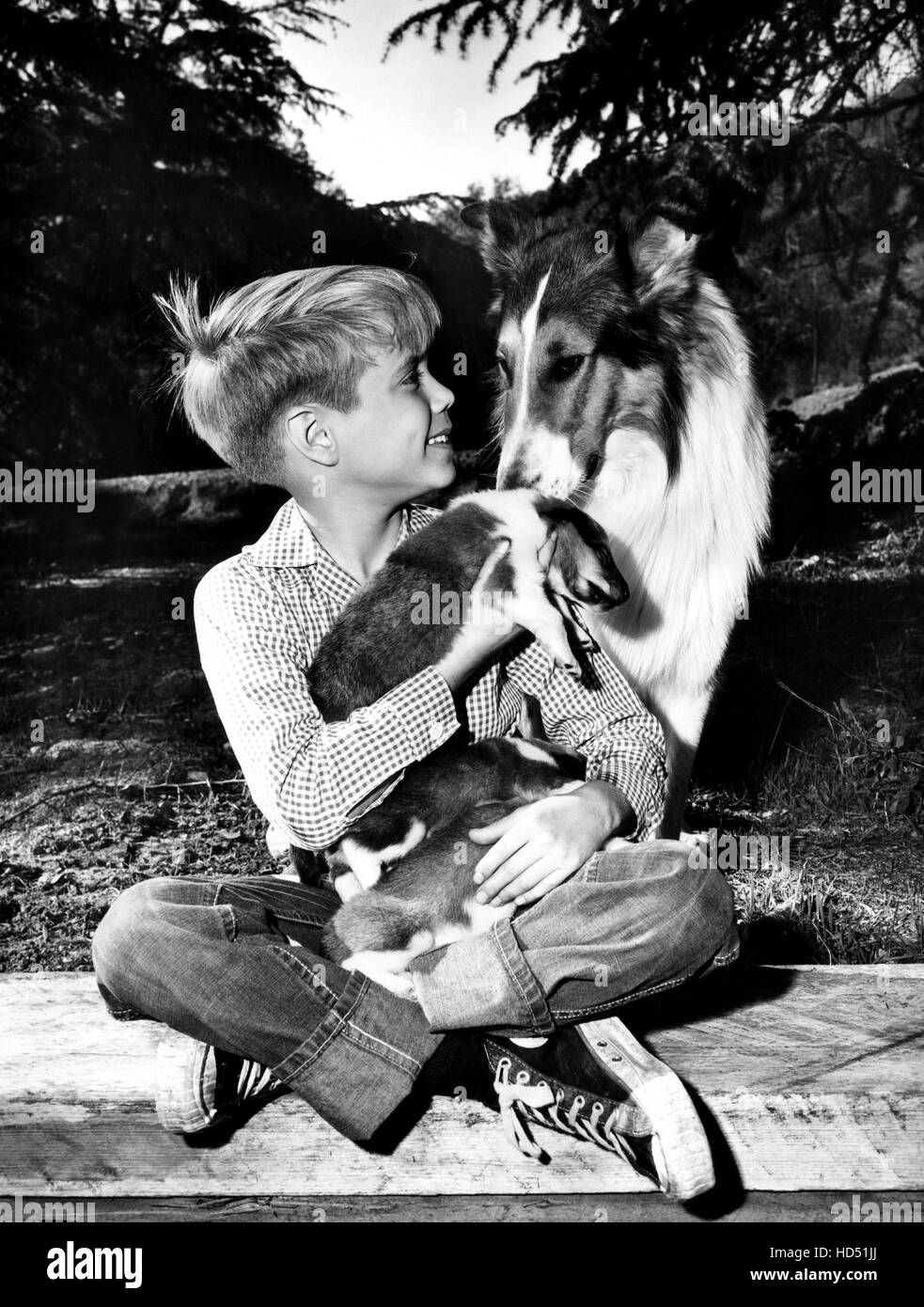 LASSIE, Jon Provost, Lassie, 195474 Stock Photo Alamy