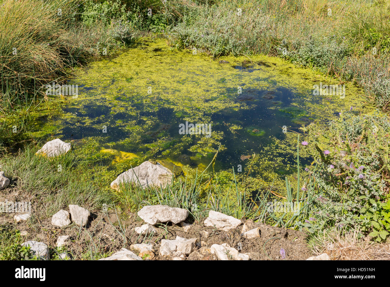 Dangerous swamp in mediterranean agaen region Stock Photo