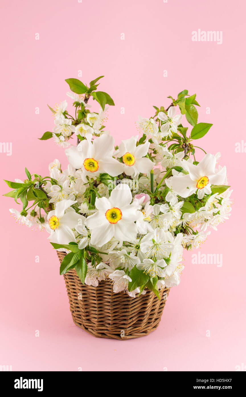 Narcissus flowers bouquet on pink background. Spring time Stock Photo