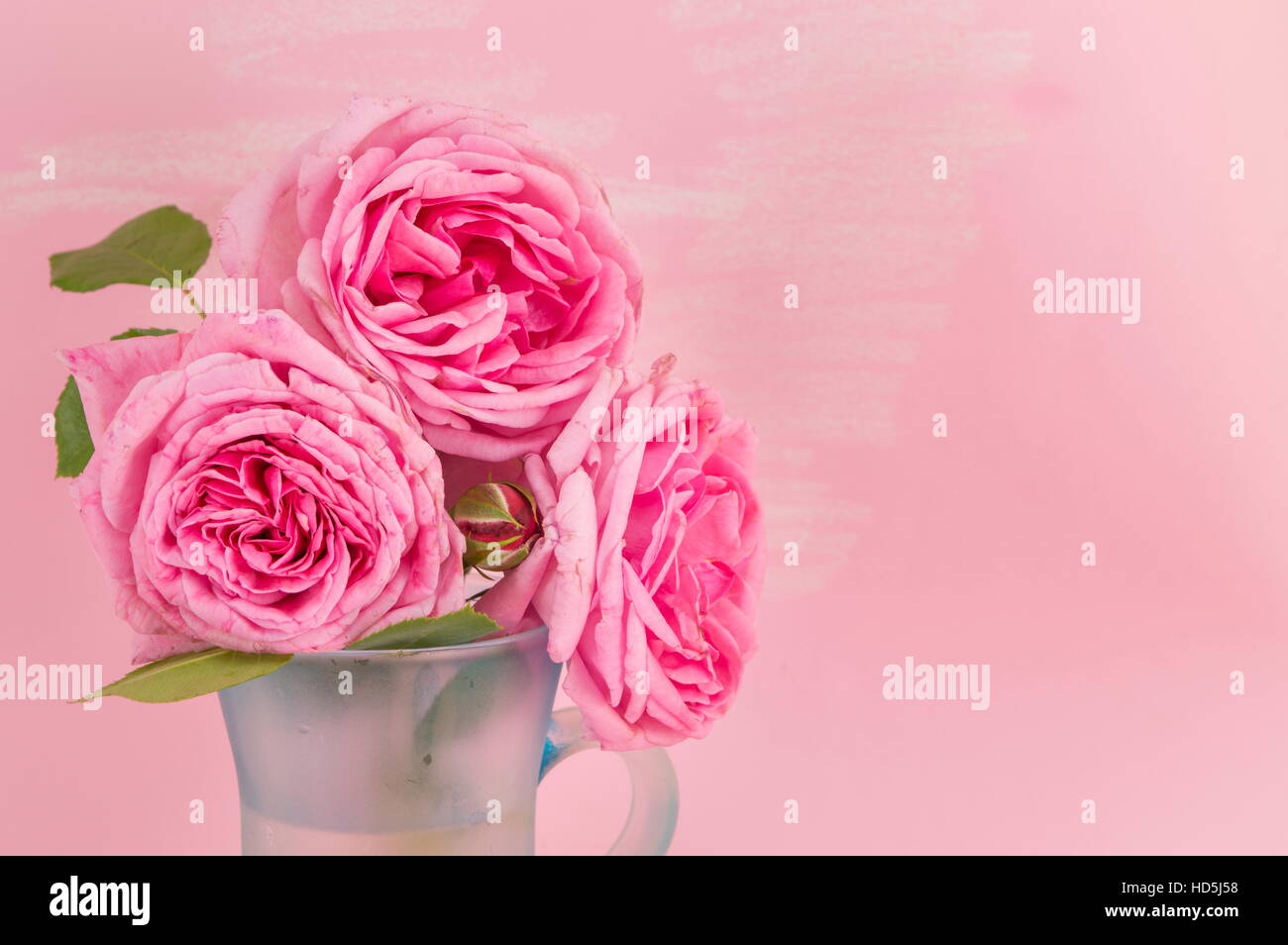 three pink roses on pink background Stock Photo