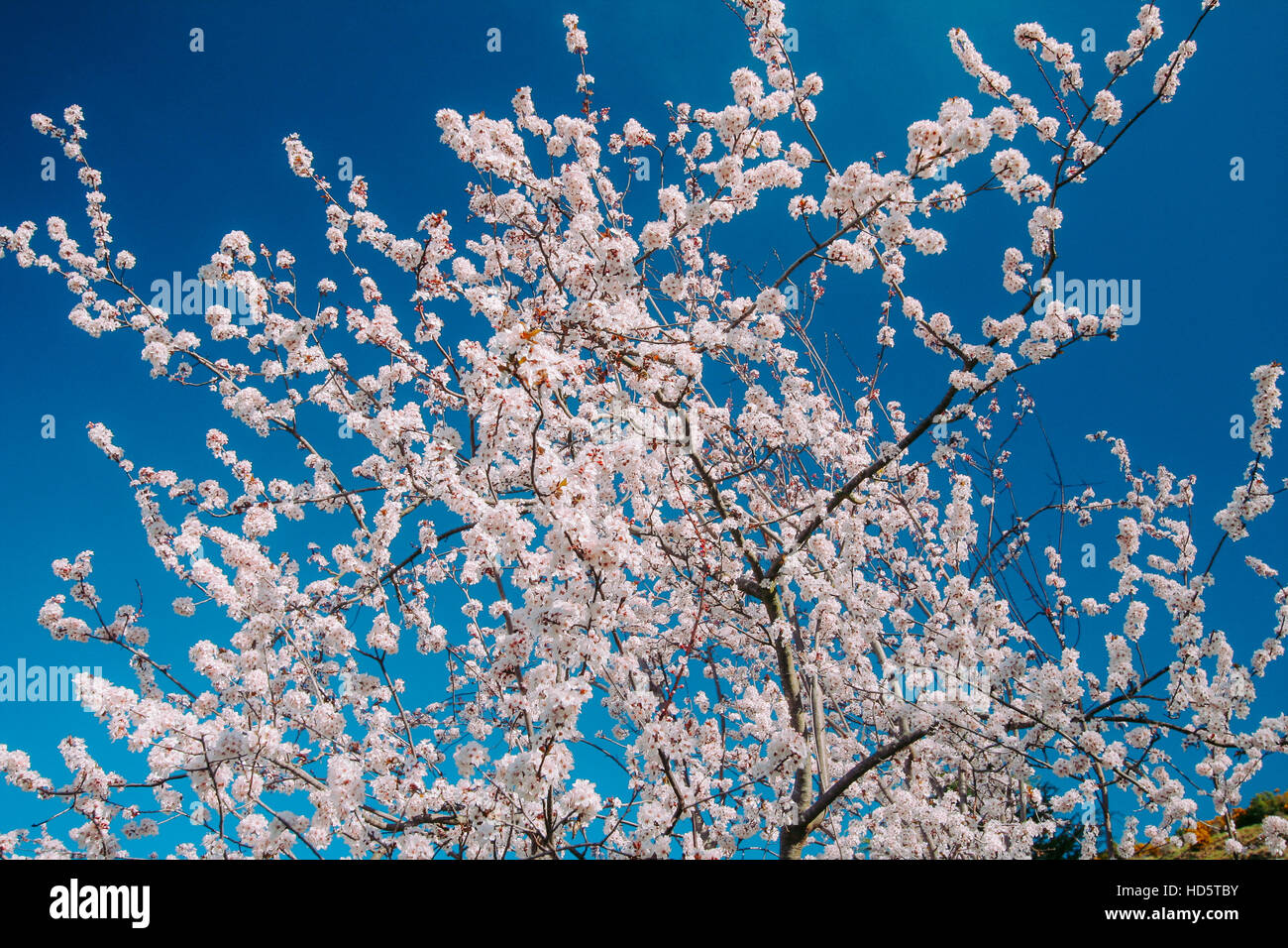Springing Tree Blooming tree in the spring Stock Photo - Alamy