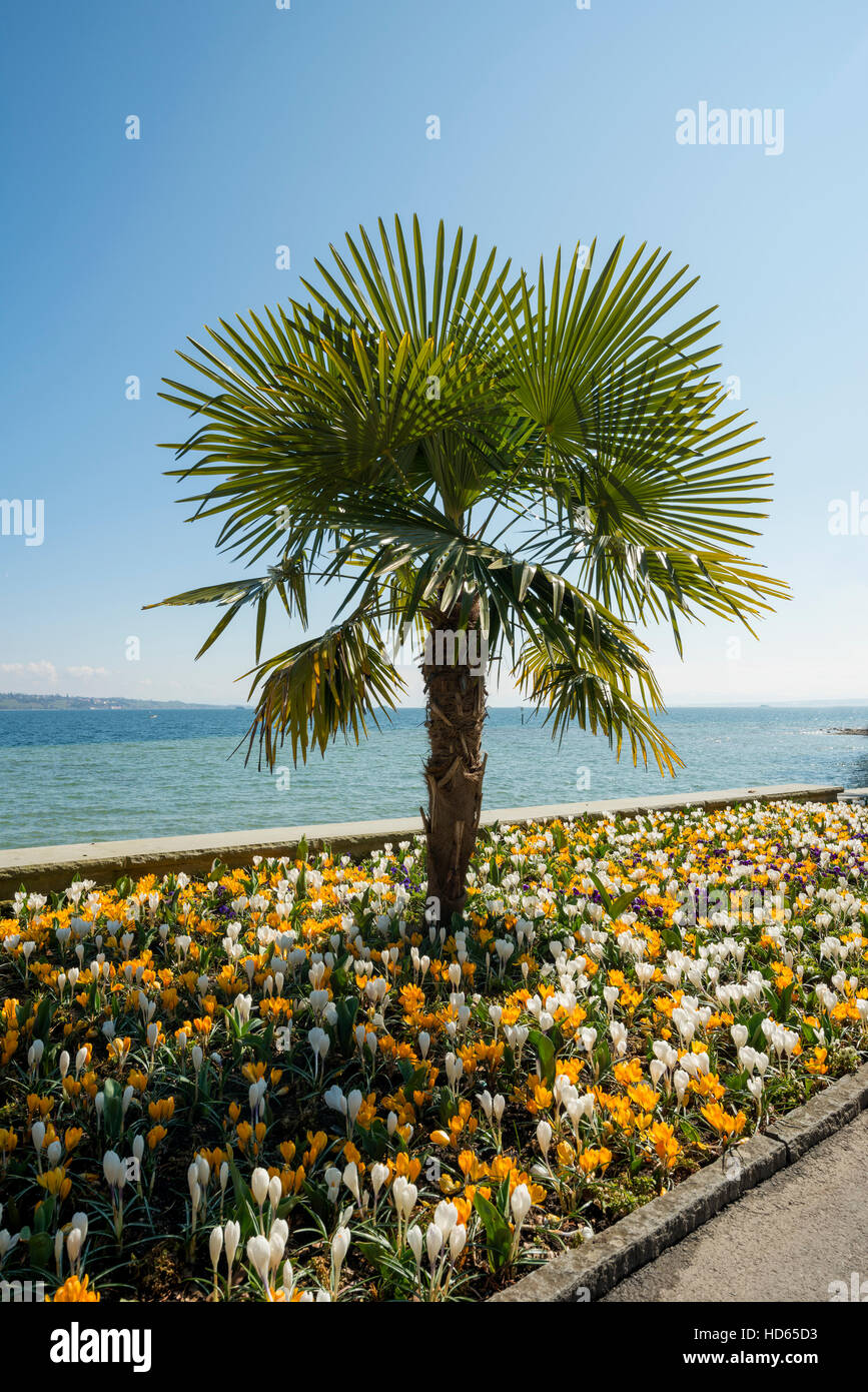 Blooming crocuses in flowerbed with palm trees, spring, Mainau Island, Flower Island, Constance, Lake Constance Stock Photo