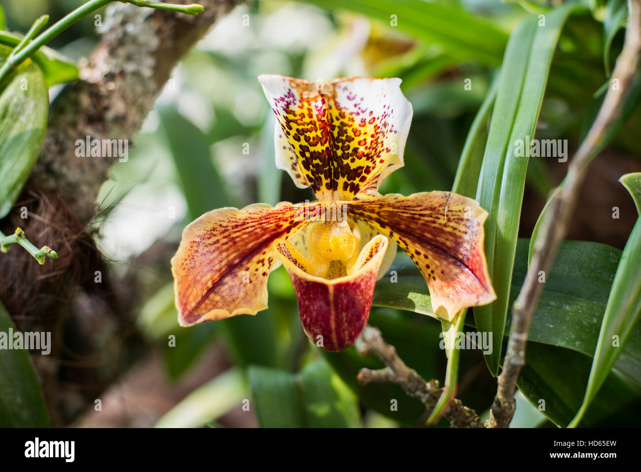 Lady's slipper (Paphiopedilum hybrids), orchid Stock Photo