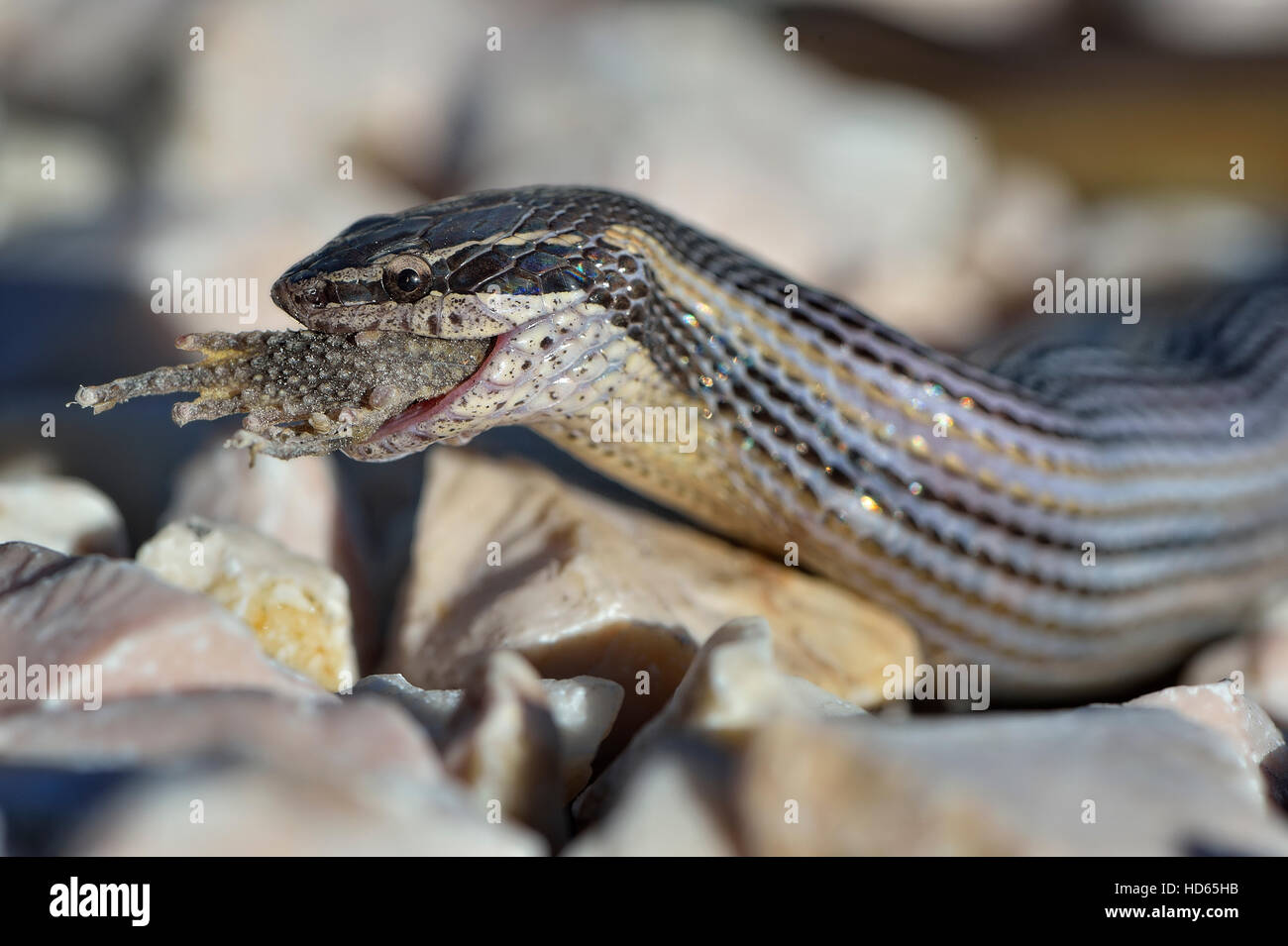 Faded Black-striped Snake (Coniophanes schmidti) feeding on prey, Corozal District, Belize Stock Photo