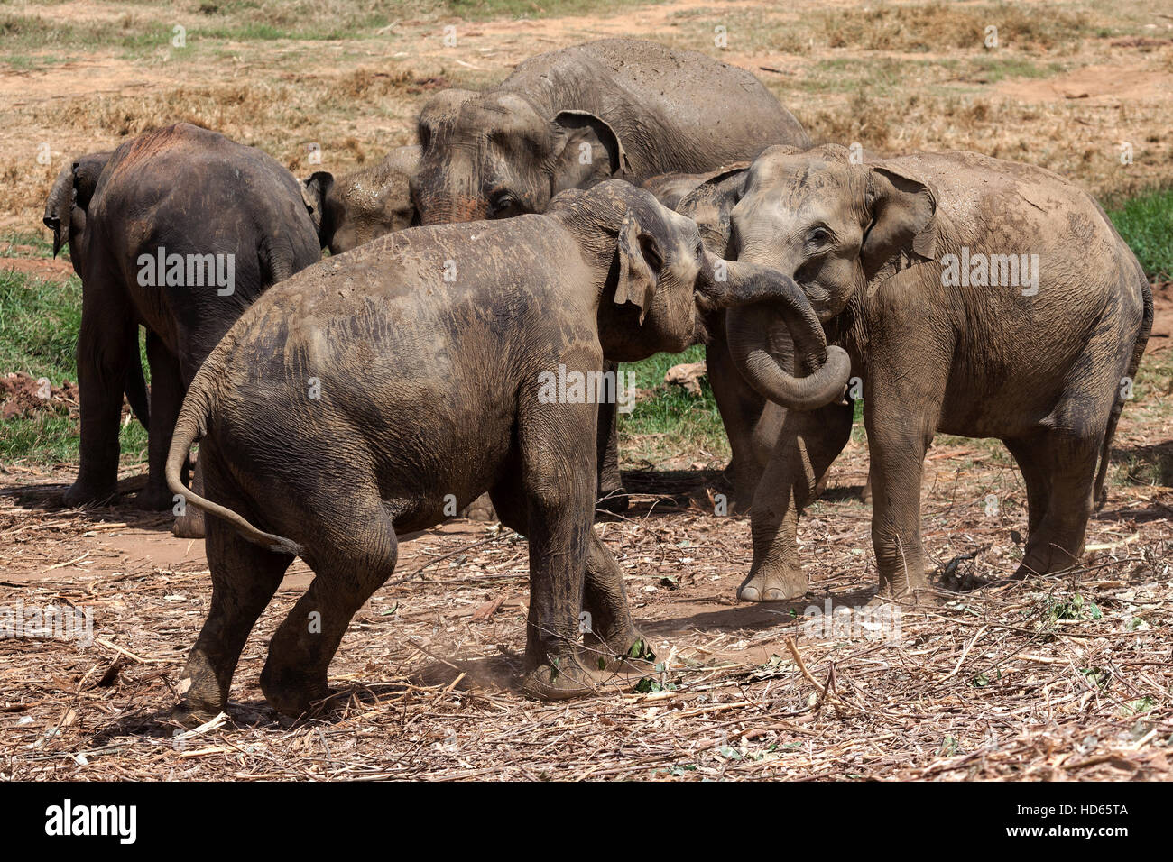Asian elephants (Elephas maximus) playing, Pinnawala Elephant Orphanage, Pinnawala, Central Province, Sri Lanka Stock Photo