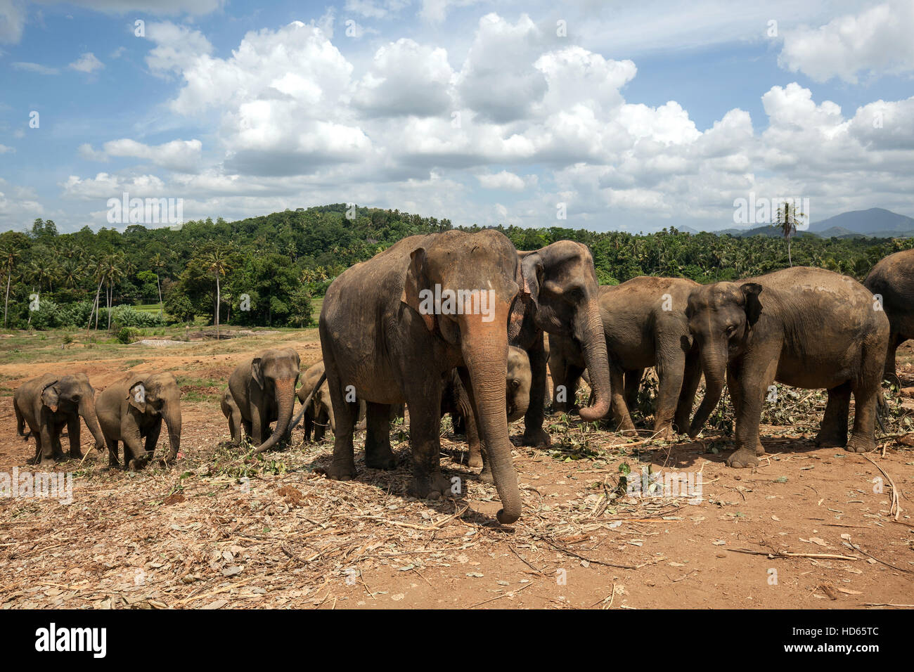 Asian elephants (Elephas maximus), Pinnawala Elephant Orphanage, Pinnawala, Central Province, Sri Lanka Stock Photo