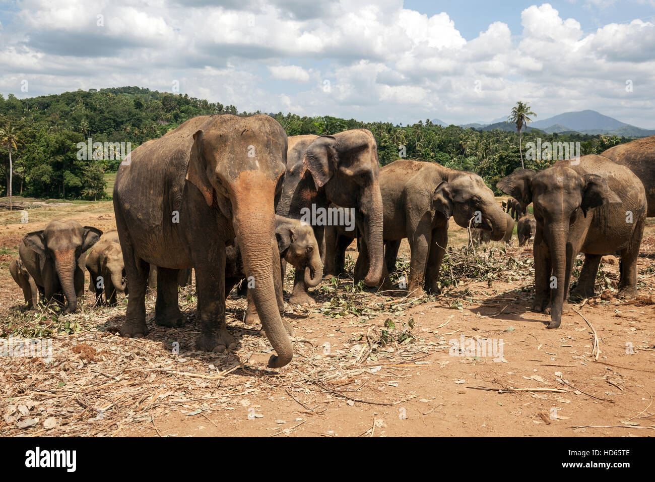 Asian elephants (Elephas maximus), Pinnawala Elephant Orphanage, Pinnawala, Central Province, Sri Lanka Stock Photo