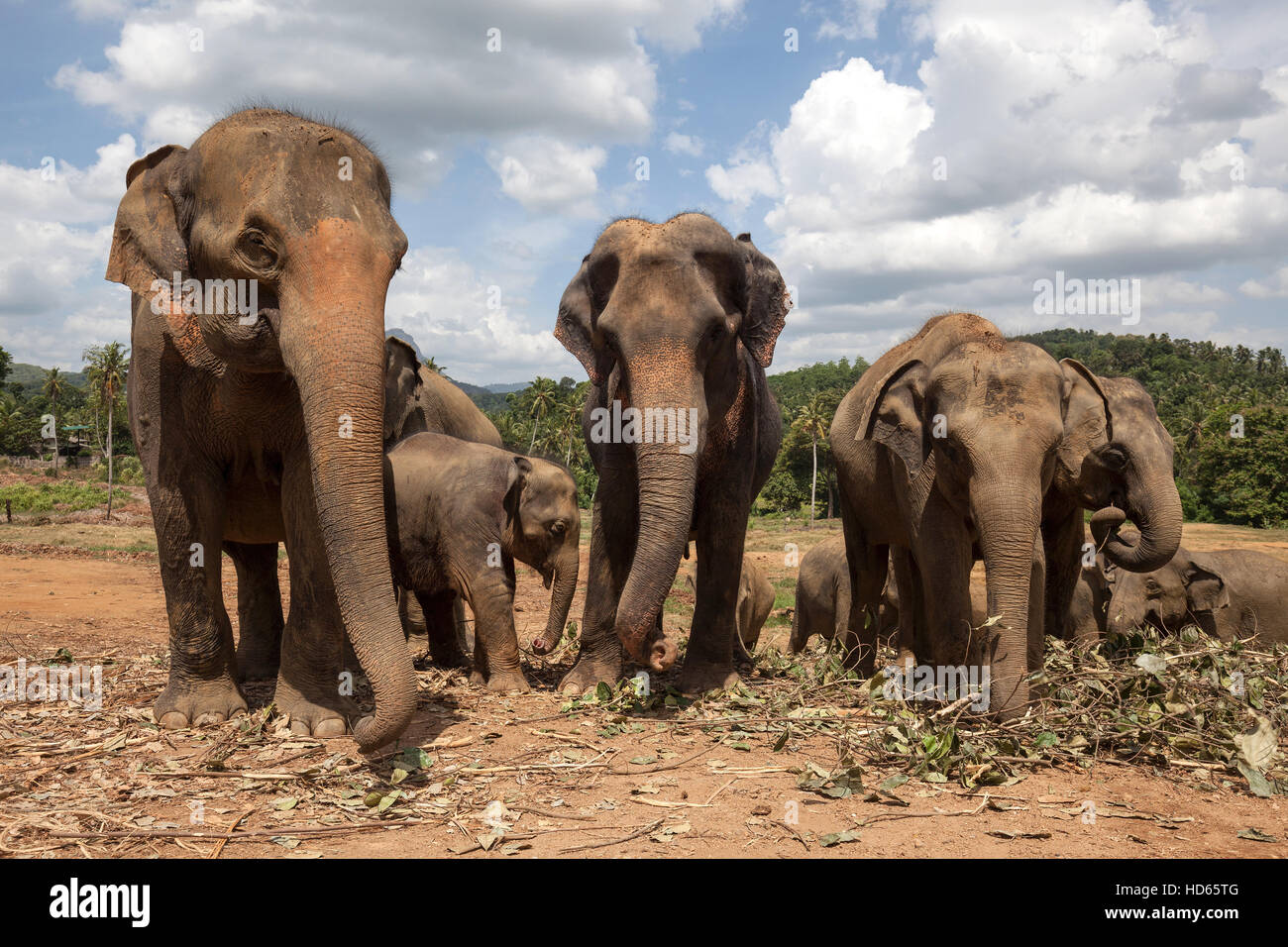 Asian elephants (Elephas maximus), Pinnawala Elephant Orphanage, Pinnawala, Central Province, Sri Lanka Stock Photo