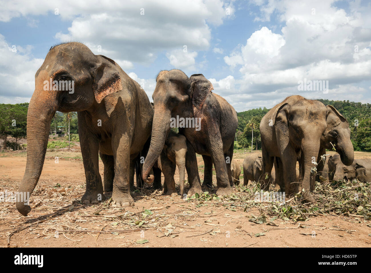 Asian elephants (Elephas maximus), Pinnawala Elephant Orphanage, Pinnawala, Central Province, Sri Lanka Stock Photo