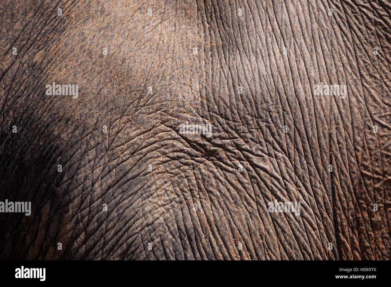 Asian elephant (Elephas maximus), skin, Pinnawala Elephant Orphanage, Pinnawala, Central Province, Sri Lanka Stock Photo