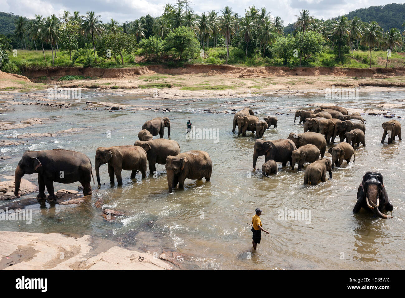 Asian or Asiatic elephants (Elephas maximus), herd bathing in Maha Oya River, keepers or mahouts nearby Stock Photo