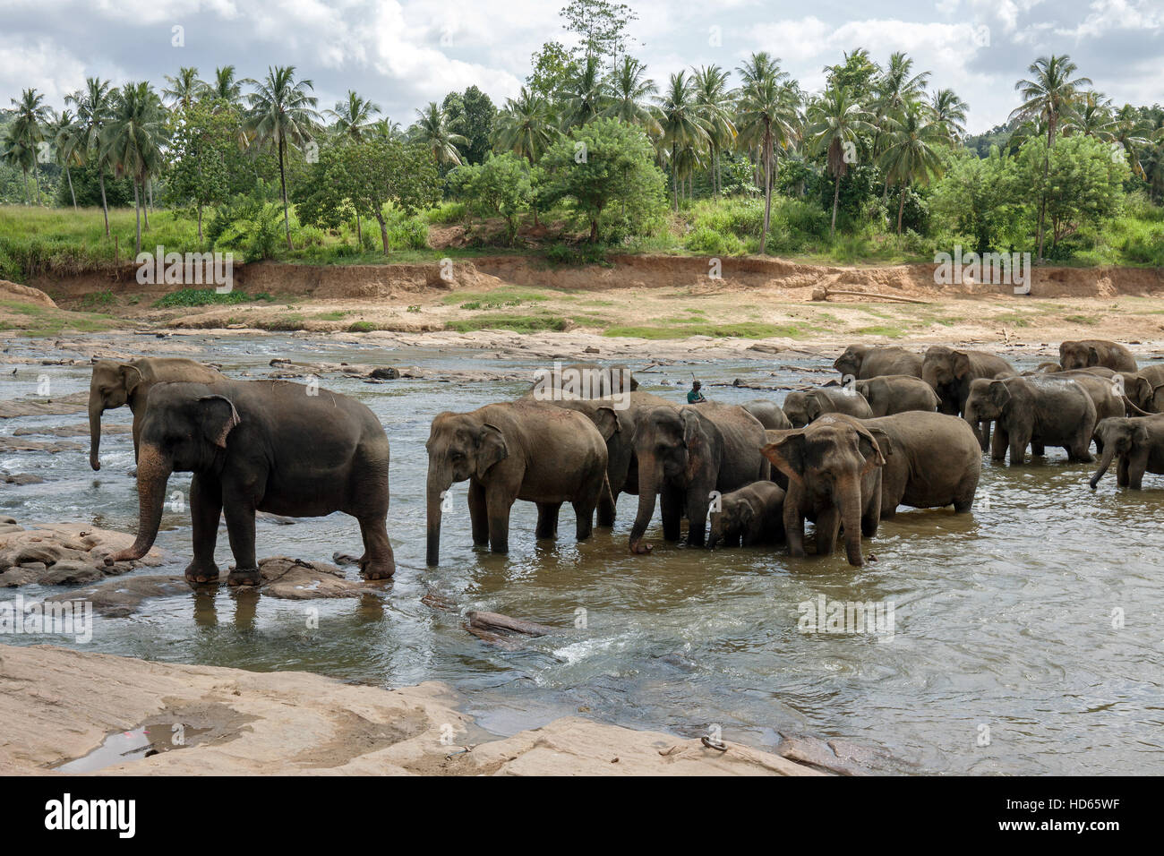 Asian or Asiatic elephants (Elephas maximus), herd bathing in Maha Oya River, Pinnawala Elephants Orphanage, Pinnawala Stock Photo