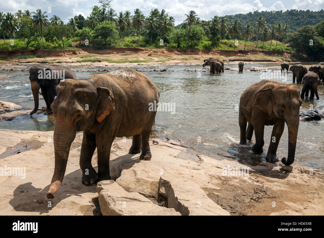 Asian or Asiatic elephants (Elephas maximus) bathing in Maha Oya River, Pinnawala Elephants Orphanage, Pinnawala Stock Photo