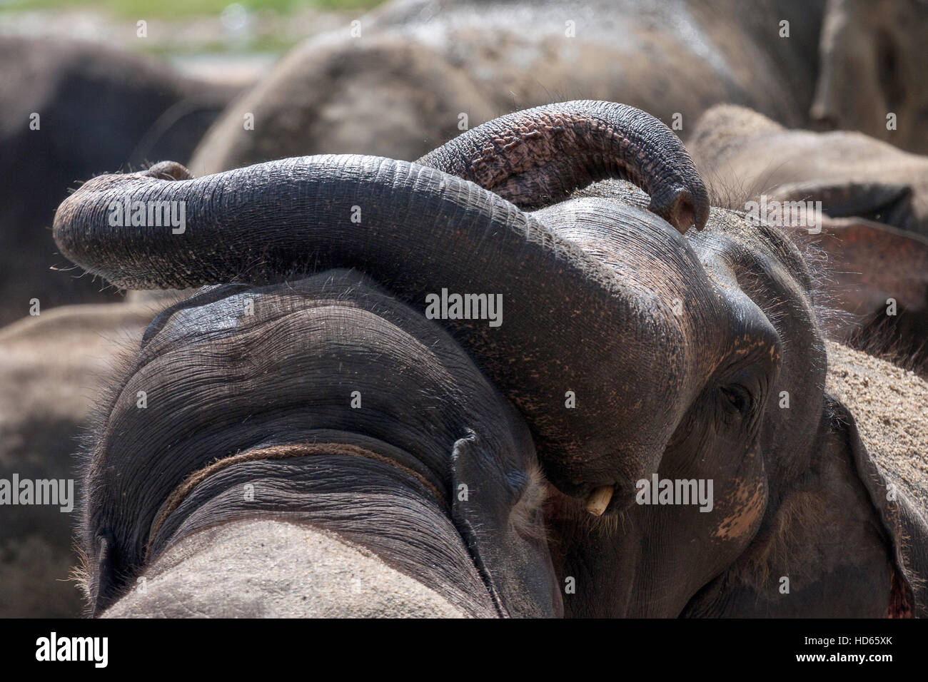 Asian elephants (Elephas maximus), young bulls playing, Pinnawala Elephant Orphanage, Central Province, Sri Lanka Stock Photo