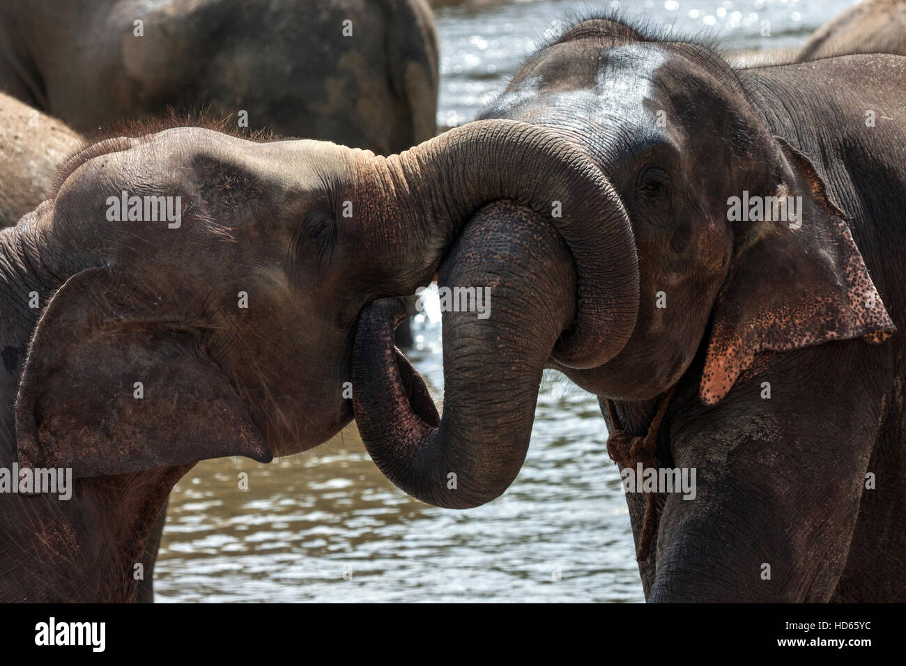 Asian elephants (Elephas maximus), young bulls playing, Pinnawala Elephant Orphanage, Central Province, Sri Lanka Stock Photo